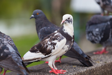 Dove is a symbol of peace.