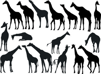 seventeen giraffes collection isolated on white