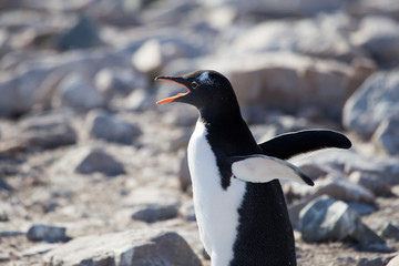 Fototapeta premium Gentoo Penguin, Neko Harbour, Antarctica