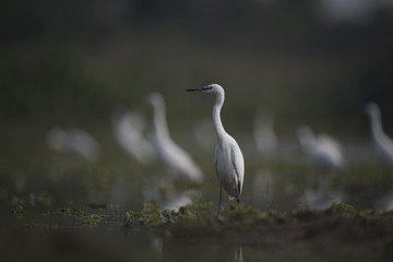 Flock of Egrets