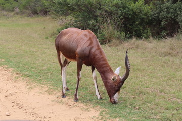 Fototapeta na wymiar Antelope