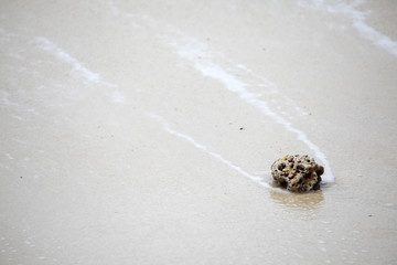 rock on the beach with bubble wave background.