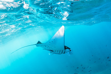 Naklejka premium Podwodny widok unoszącej się w powietrzu gigantycznej manta (Manta Birostris). Oglądanie podwodnego świata podczas przygodowej wycieczki ze snurkowaniem na plażę Manta na tropikalnej wyspie Nusa Penida w Indonezji.