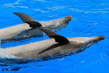 Obraz premium Two dolphins in a pool swimming on their backs
