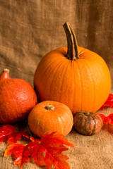 Close up various pumkins and red leaves