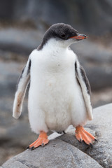 A Gentoo Penguin chick.