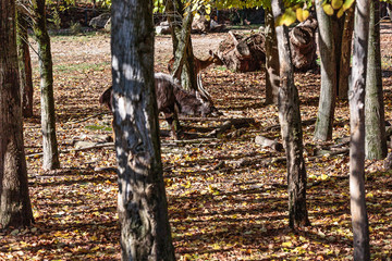 Sitatunga, Tragelaphus spekii, in mezzo alle alberi