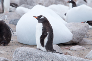 Fototapeta premium A gentoo penguin rests at Neko Harbour, Antarctica