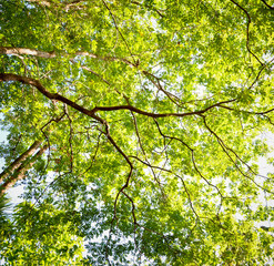 Green tree crown