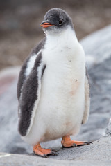 A Gentoo Penguin chick.