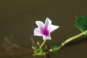 Purple and white morning glory flowers are in the same flower.
