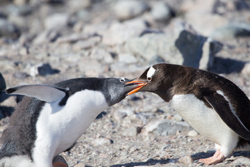 Gentoo Penguins, Neko Harbour, Antarctica