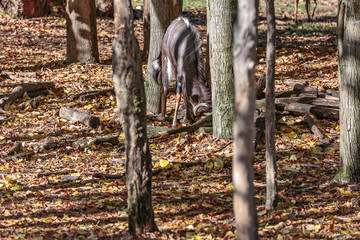 Sitatunga, Tragelaphus spekii, in mezzo alle alberi