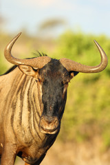 The blue wildebeest (Connochaetes taurinus), also called the common wildebeest, white-bearded wildebeest or brindled gnu - portrait