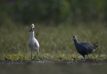 Fototapeta premium Egret with frog hunt