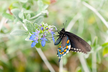 Pipevine Swallowtail Butterfly