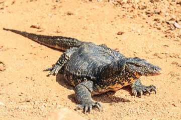 Water monitor lizard