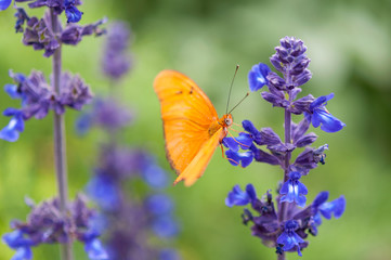 Julia Butterfly