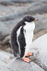 Fototapeta premium A Gentoo Penguin chick.