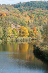 bunter herbstwald über dem naheufer bei bad-kreuznach