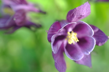 Obraz premium Цветок