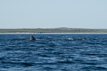Fototapeta premium Walrus in the water, the Barents Sea