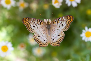 White Peacock Butterfly