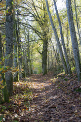 chemin de randonnée en sous bois automne