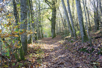 chemin de randonnée en sous bois automne