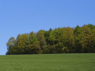 Bäume, grüne Wiesen und Felder im ländlichen Raum