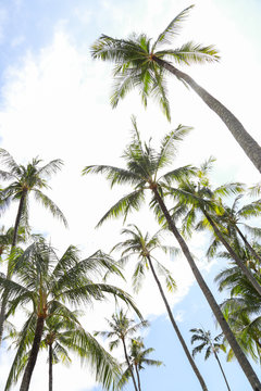 Relax in tropical paradise, below coconut palm tree