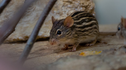 maus