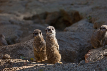 Fototapeta premium Family of meerkat or suricate (Suricata suricatta). The meerkat or suricate (Suricata suricatta)