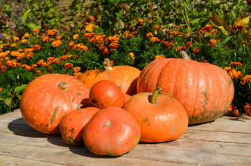 crop of orange pumpkins in the village
