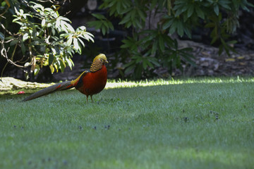 Italy, Lake Maggiore; Isola Madre, golden pheasant.
