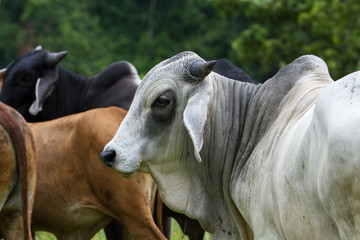 Obraz na płótnie Canvas Young bulls in Costa Rica