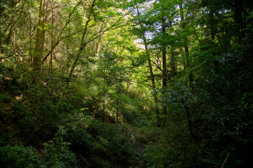 高尾山の森
