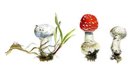 The set of three autumn forest mushrooms, agaric and raincoats, watercolor painting
