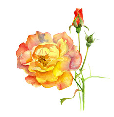 Rose yellow and cream, on a branch with a Bud, watercolor painting