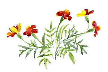 A bouquet of marigolds, watercolor sketch