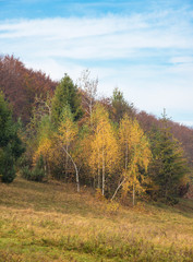 Beautiful autumn landscape with three birches in the woods