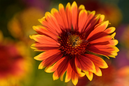 Kokardenblume