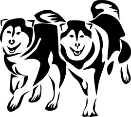 Malamutes running