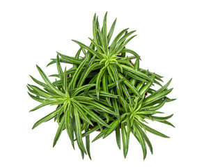 Succulent plant isolated white background