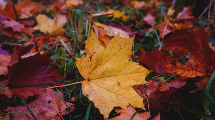 autumn maple leaves