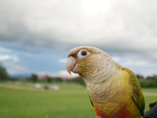 Parrot with sky.