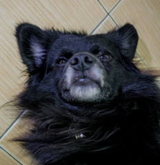 Close up cute black dog face on floor