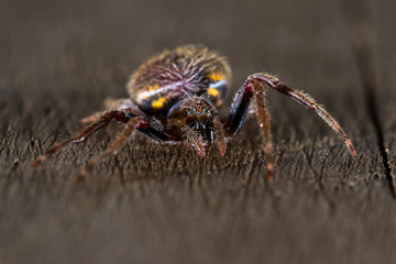 Tropical spider close up