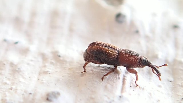 Little brown weevil moving slowly