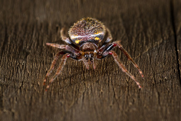 Tropical spider close up